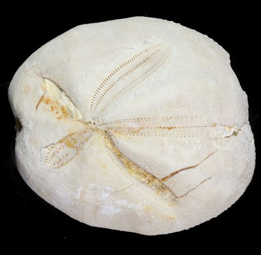 Micraster? Fossil Echinoid (Sea Urchin) - Taouz, Morocco #46405
